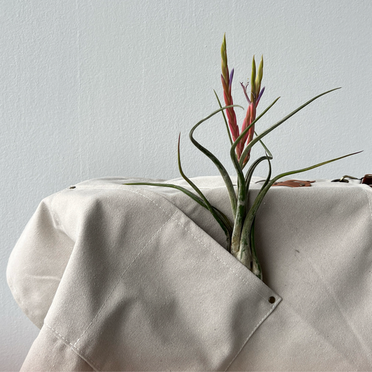 planta tillandsia caput medusae gigante con flor, planta epífita muy exótica, regalo original