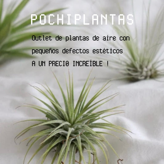 pochiplantas