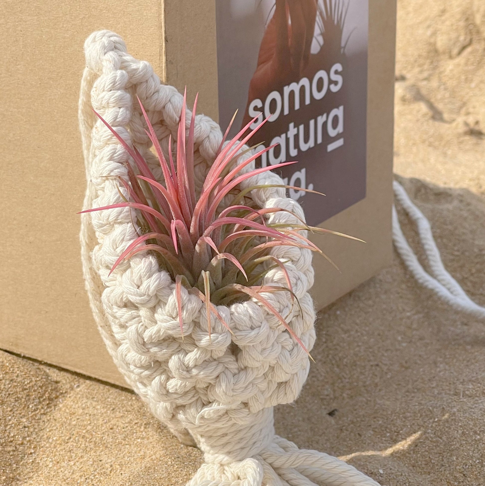 colgador de macramé para planta colgante planta del aire tillandsia ionantha red