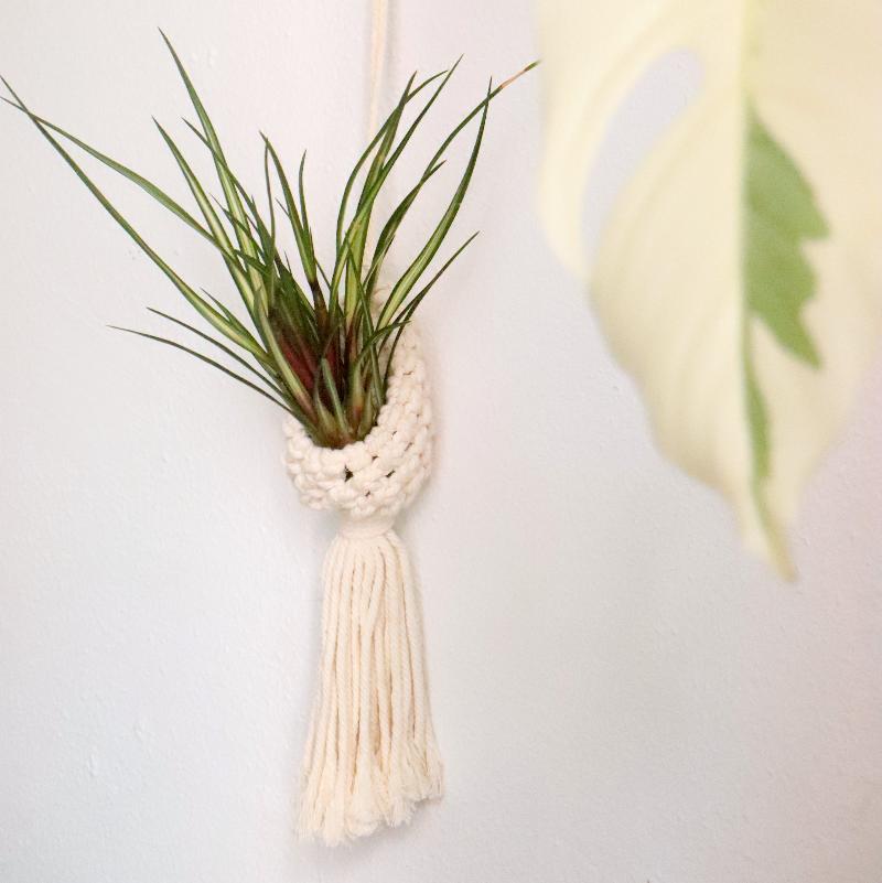 planta tillandsia colgante colgador macramé planta variegada 