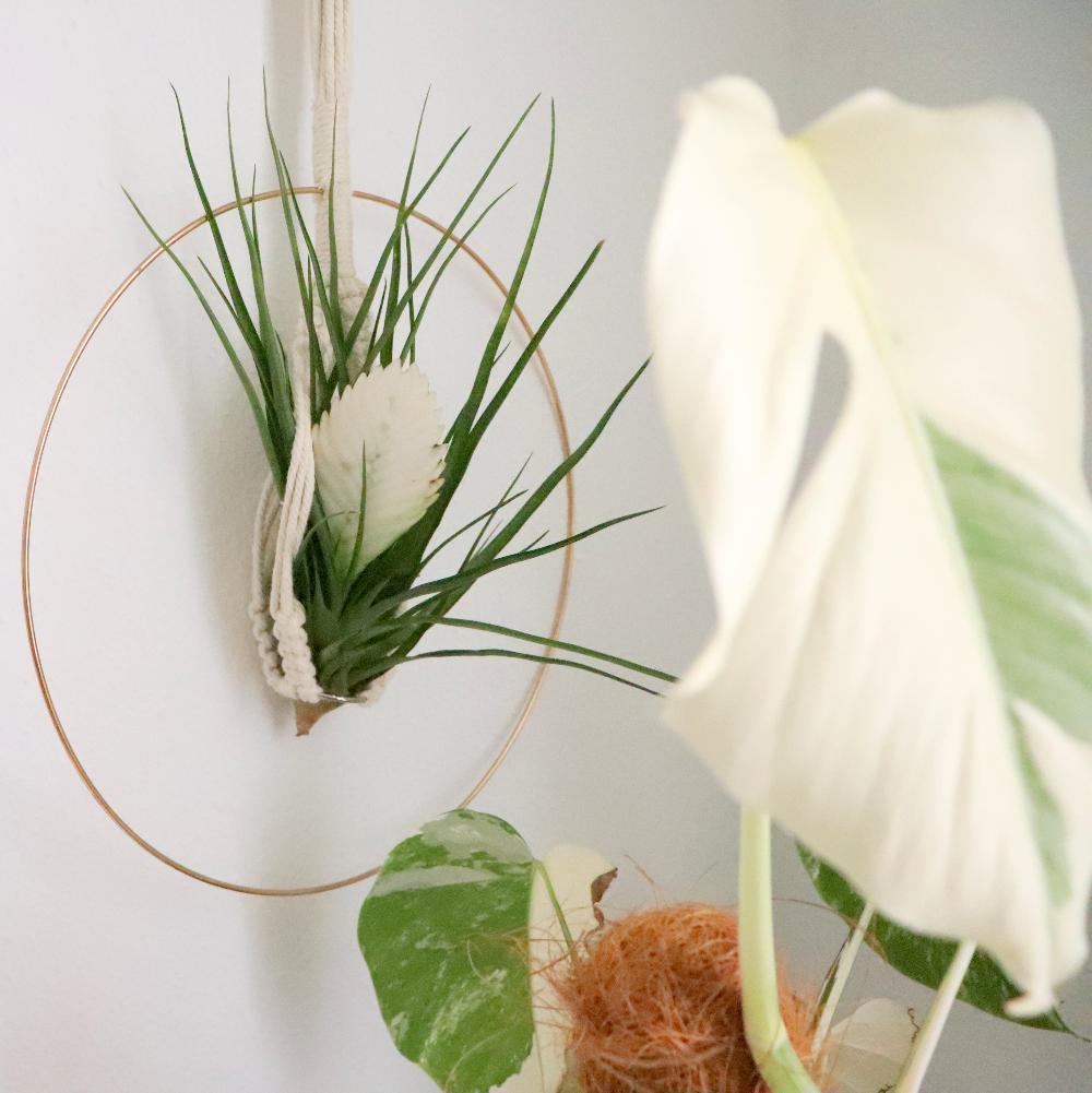 colgador macramé planta colgante tillandsia cyanea albo flor blanca planta monstera variegada