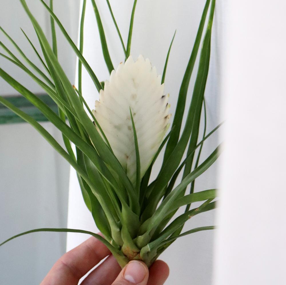 tillandsia cyanea sobre mano, flor blanca, espectacular planta en floración unica