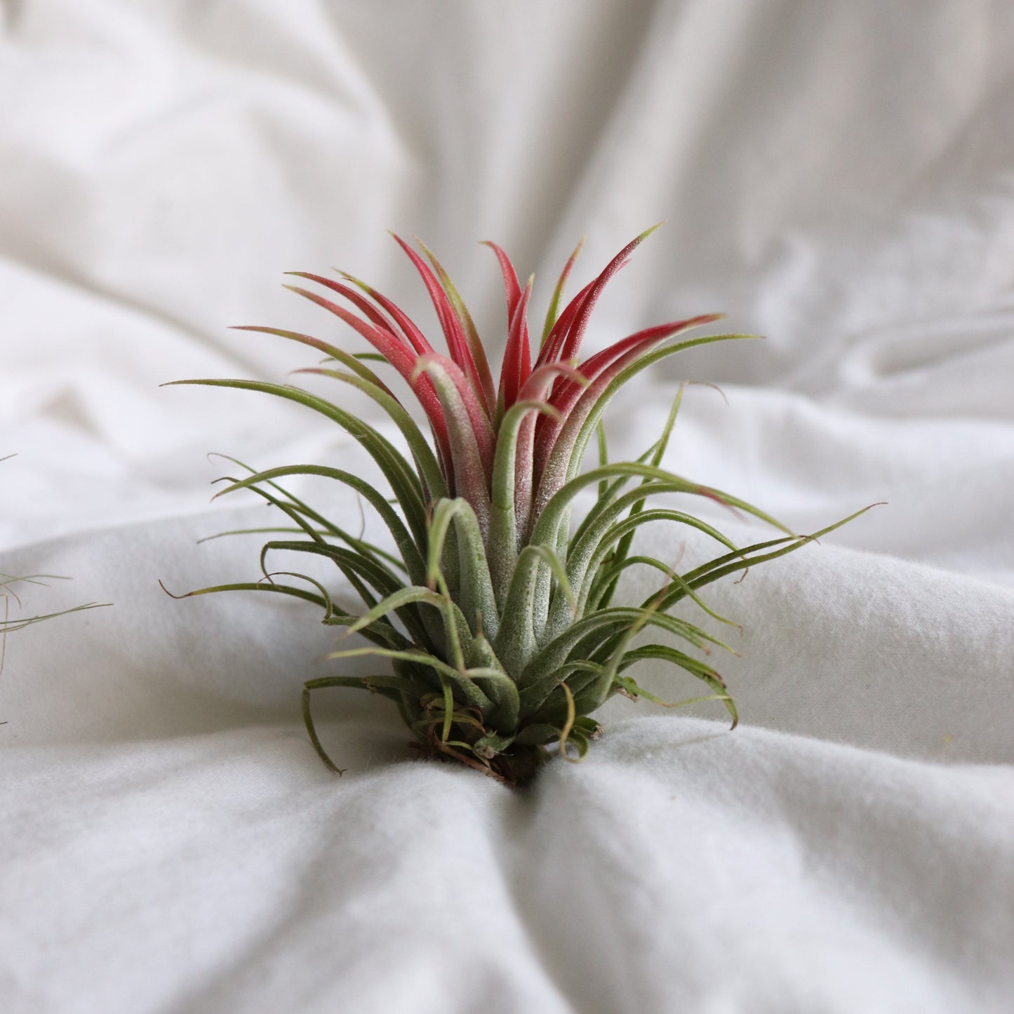 planta de aire roja, tillandsia ionantha red pink