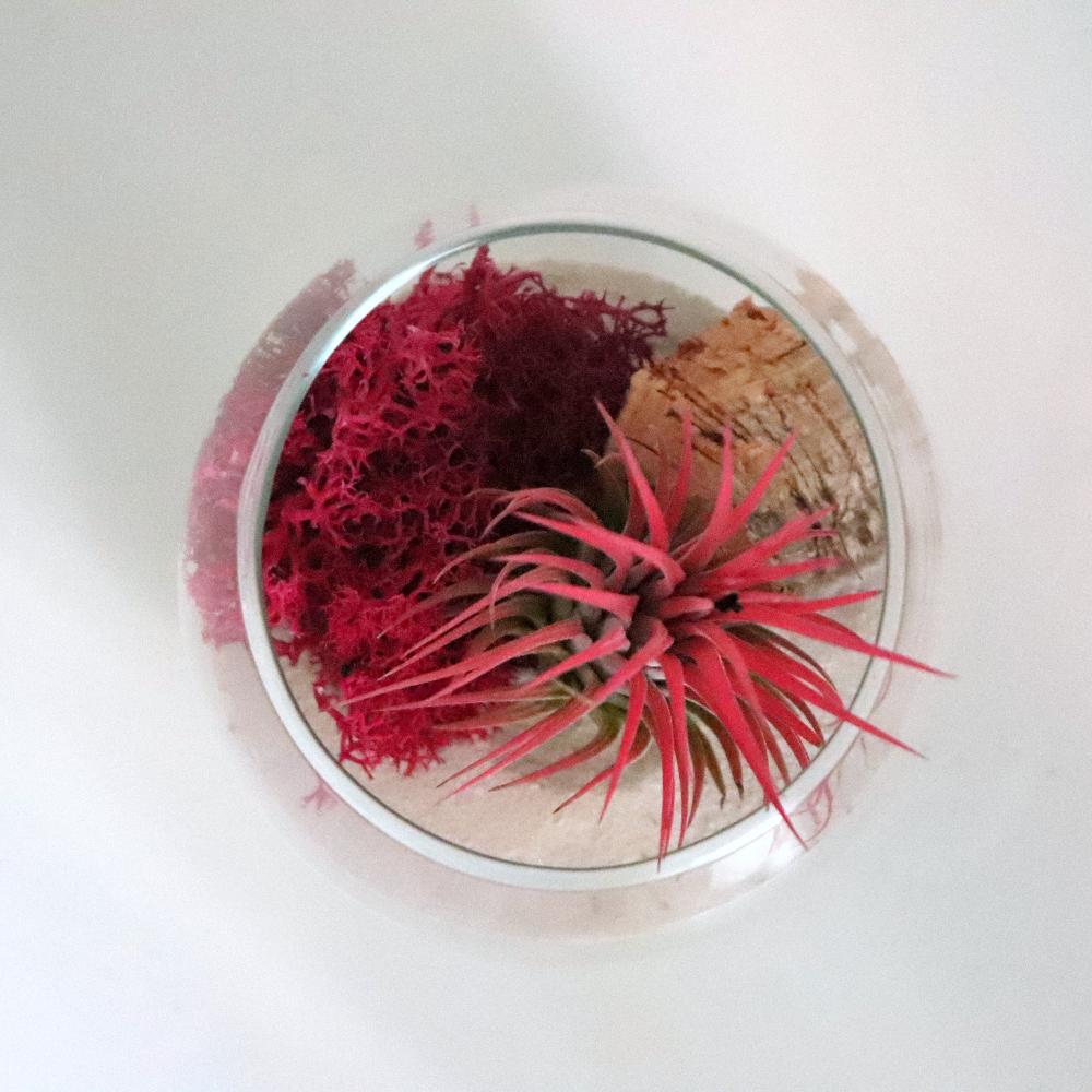 terrario tillandsia roja