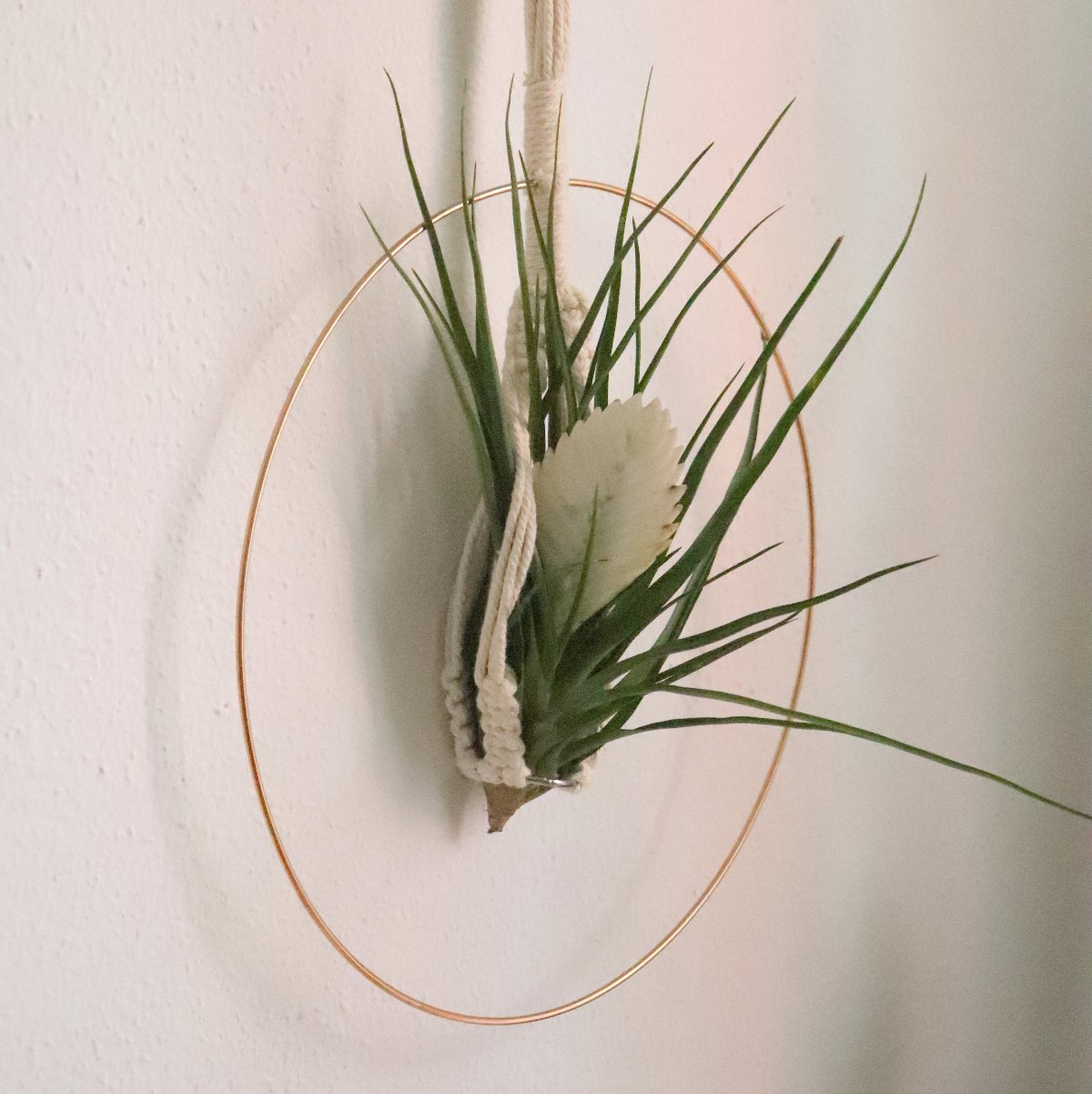 colgador macramé planta colgante tillandsia cyanea albo flor blanca