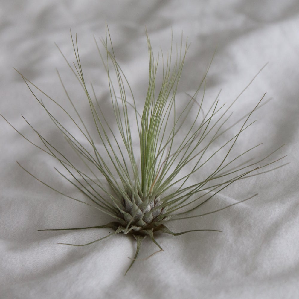 planta de aire tillandsia argentea, epifita, planta exotica que vive sin tierra