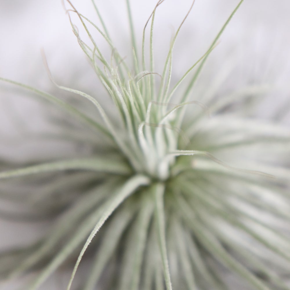 detalle planta tillandsia magnusiana