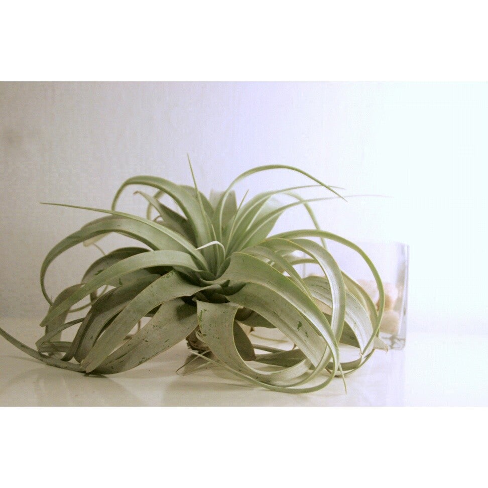 planta tillandsia xerographica, vive sin tierra, planta aerea