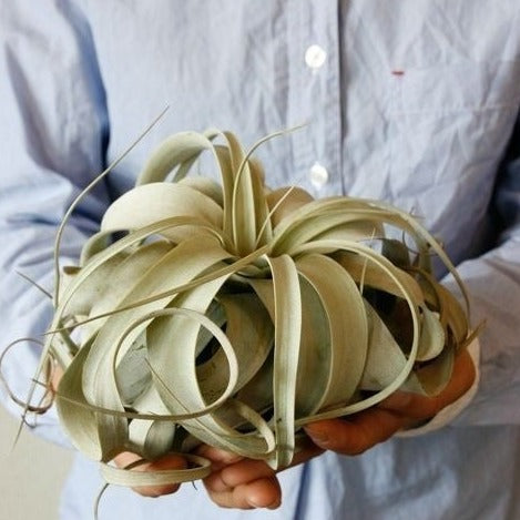 planta tillandsia xerographica, vive sin tierra, sobre unas manos, planta aerea